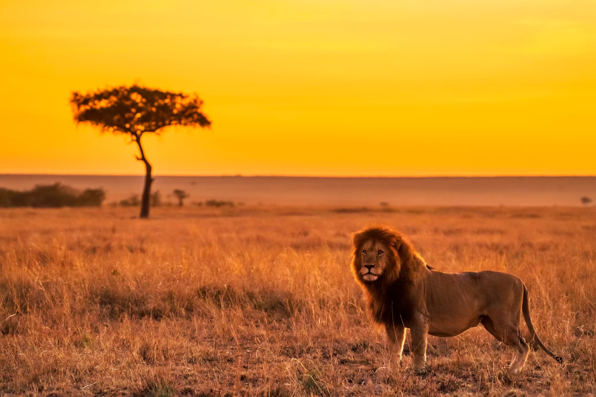 A lion standing watchful on the savanna at dawn